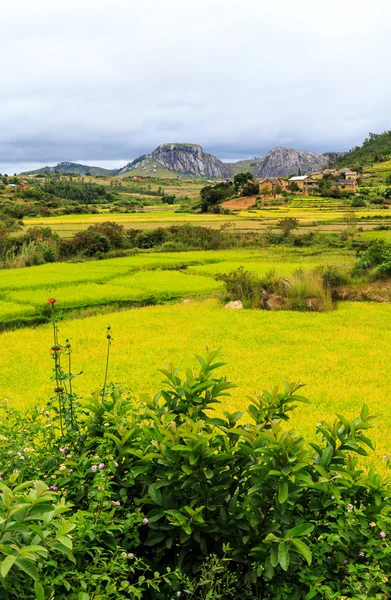 Campi di riso con formazione rocciosa e villaggio sullo sfondo su — Foto Stock