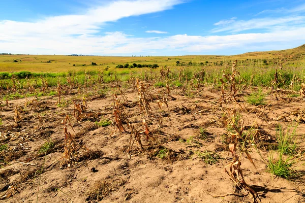 アフリカの晴れた暖かい日に枯れたトウモロコシのフィールド — ストック写真