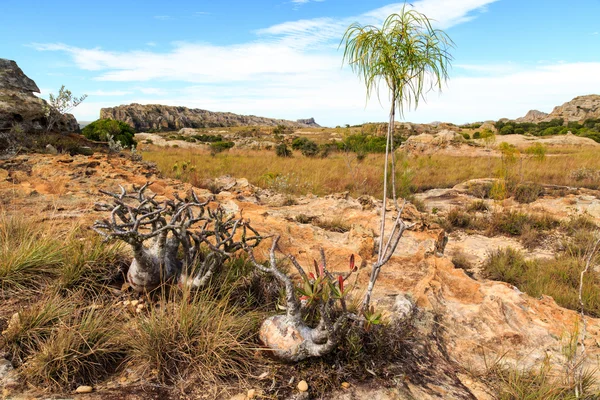 African plants in a rough rocky grassland landscape — Stock Photo, Image