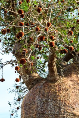 Baobab ağacı dalları için ararken aşağıdaki gördüm
