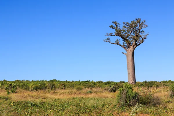 Árbol Baobab único en un paisaje africano con cielo azul claro —  Fotos de Stock