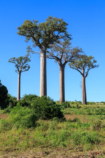 Alberi di baobab in un paesaggio africano con cielo azzurro — Foto Stock