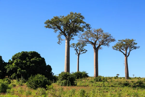 Baobaby v africké krajině s jasné modré oblohy — Stock fotografie