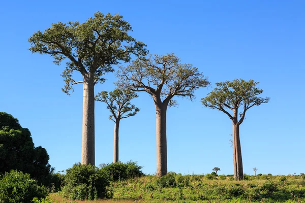 Baobab árboles en un paisaje africano con cielo azul claro — Foto de Stock