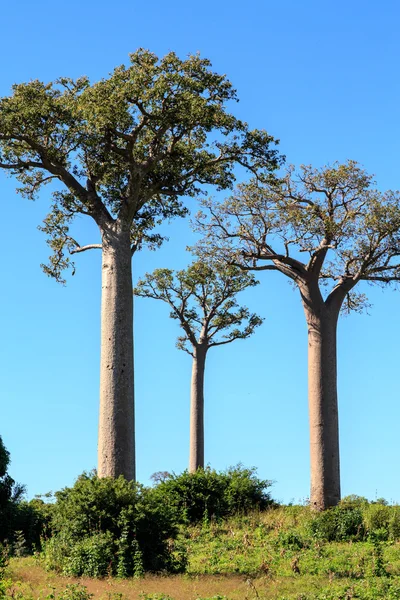 Alberi di baobab in un paesaggio africano con cielo azzurro — Foto Stock