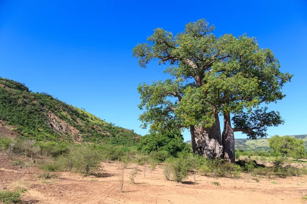 Baobab strom se zelenými listy v africké krajině s vymazat — Stock fotografie