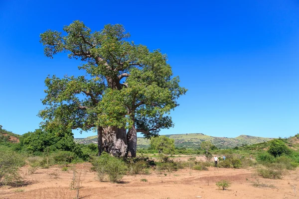 ต้น Baobab ที่มีใบสีเขียวในภูมิทัศน์แอฟริกาที่มีความชัดเจน — ภาพถ่ายสต็อก