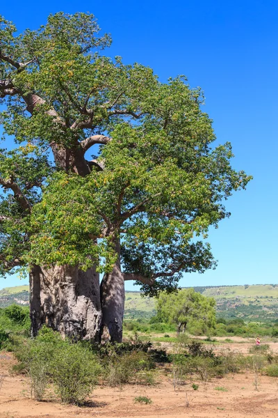 Baobab strom se zelenými listy v africké krajině s vymazat — Stock fotografie