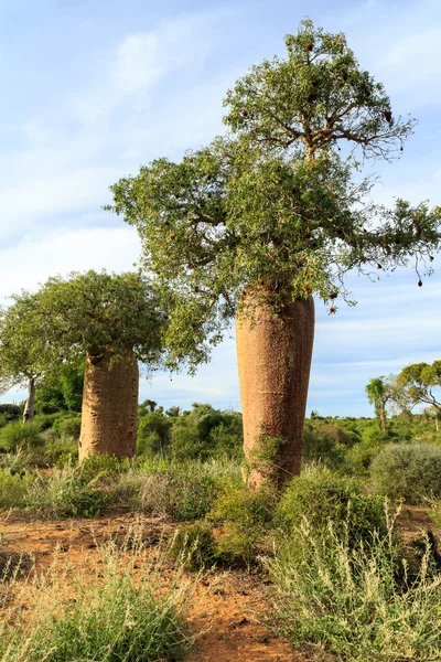 猴面包树在非洲的景观 — 图库照片