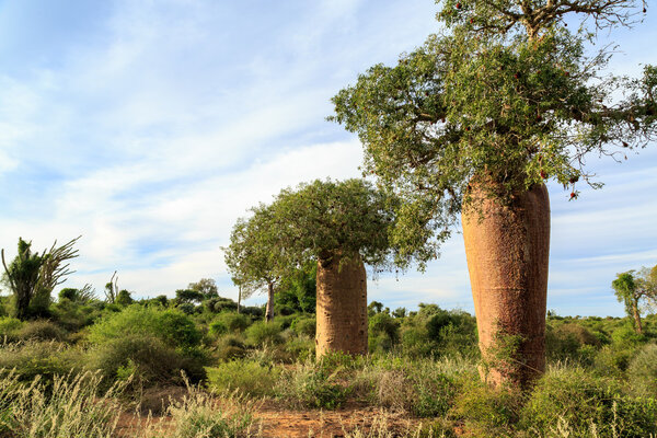 Баобабы в африканском ландшафте
