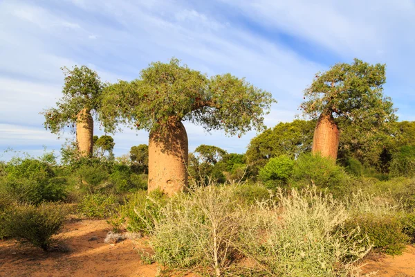 Alberi di baobab in un paesaggio africano — Foto Stock