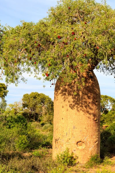 Baobab ağacı meyve ve yaprakları bir Afrika landsc ile ayrıntılı olarak — Stok fotoğraf