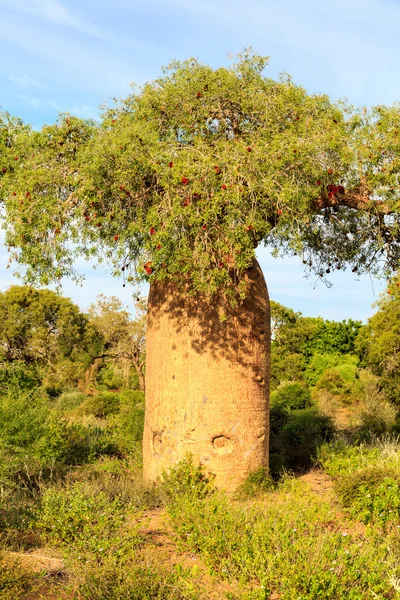 Baobab drzewa szczegółowo z owoców i liści w afrykańskiej scenerii. — Zdjęcie stockowe