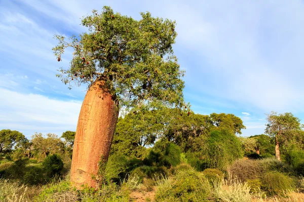 Baobab strom s ovocem a listy v africké krajině — Stock fotografie