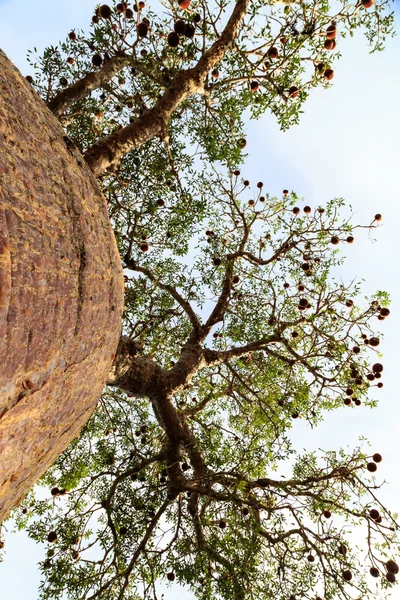 Baobab visto desde abajo mirando hacia las ramas —  Fotos de Stock