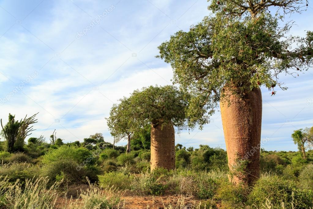 Baobab trees in an African landscape