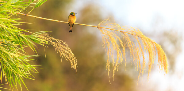 Colorful bee eater sitting on a branch