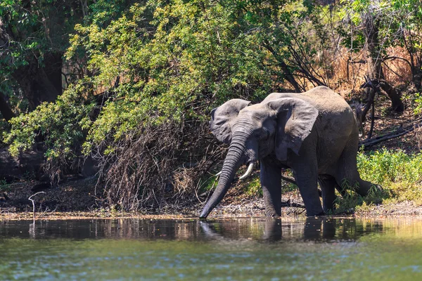 Jonge olifant glaasje water in een rivier — Stockfoto