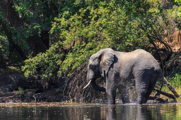 Jeune éléphant drainant de l'eau dans une rivière — Photo