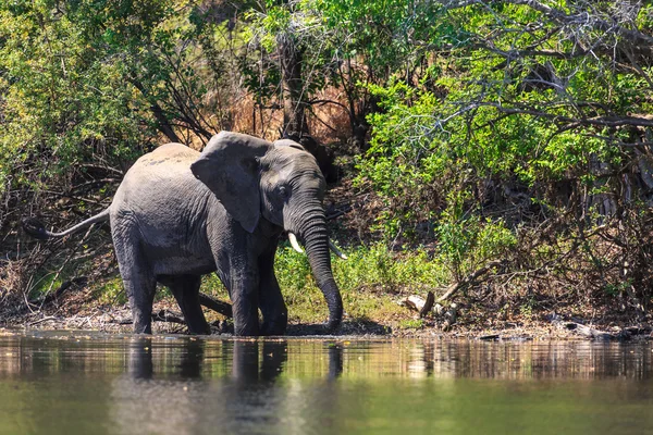 Young elephant dring water in a river — Stock Photo, Image