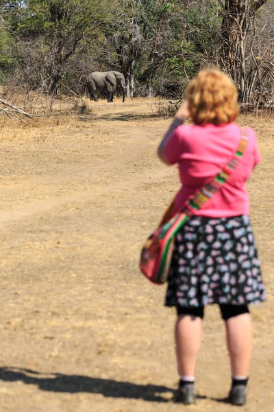 Kvinna observera en elefant i buskarna — Stockfoto