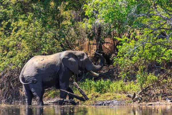 Молодой слон высушивает воду в реке — стоковое фото