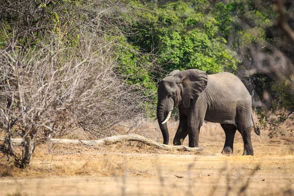 Unga elefant i en skog — Stockfoto