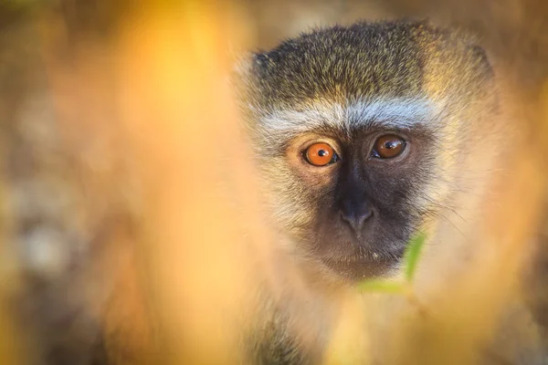 Vervet macaco olhando surpreso — Fotografia de Stock