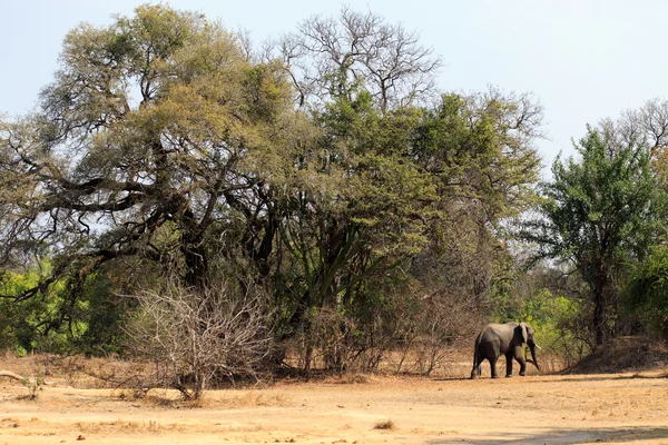 Jeune éléphant dans une forêt — Photo