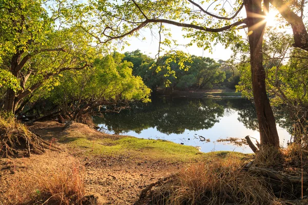 Árvore que cresce na margem de um lago — Fotografia de Stock