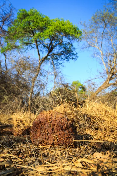 Caca d'éléphant dans un paysage africain — Photo