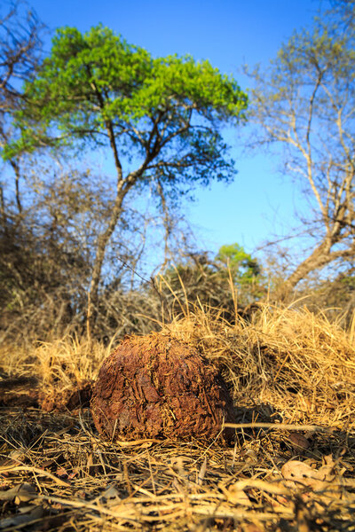 Elephant poop in an african landscape