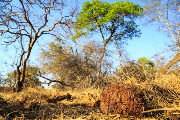Olifant kak in een Afrikaanse landschap — Stockfoto