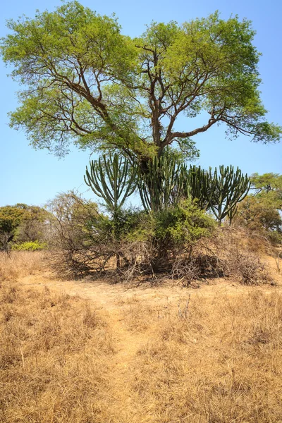 Landschap van Afrikaanse grasland met cactus bomen — Stockfoto