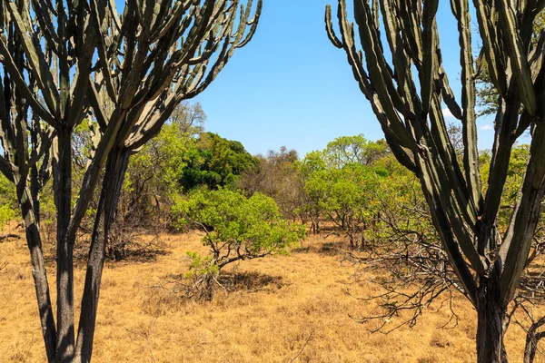 Paesaggio di cespuglio africano in estate — Foto Stock