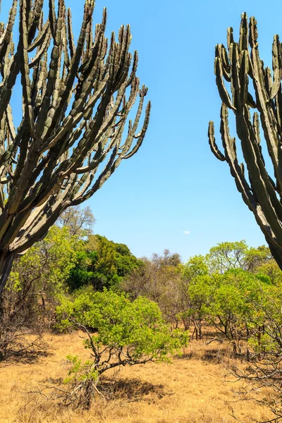 Paisaje de arbusto africano en verano —  Fotos de Stock