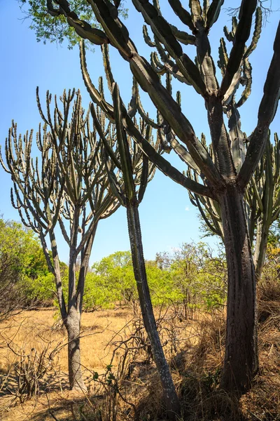 仙人掌树在非洲景观 — 图库照片