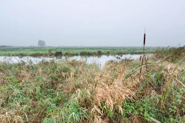 Mattina nebbiosa paesaggio rurale nei Paesi Bassi — Foto Stock