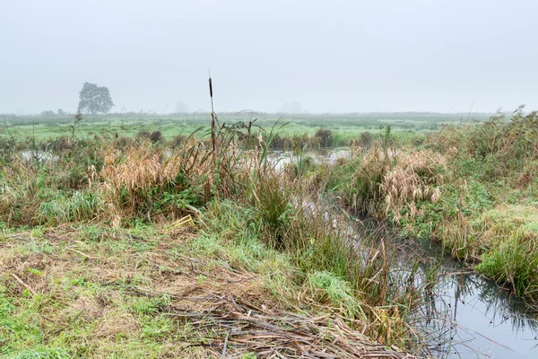 Mistige ochtend rurale landschap in Nederland — Stockfoto