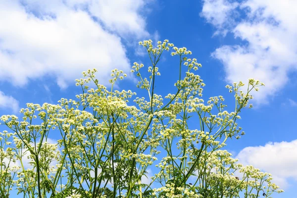 Vit ogräs blommor med en molnig himmel bakgrund — Stockfoto