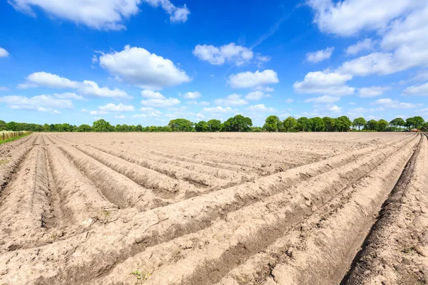 Paisagem de um campo de agricultores cultivados em um dia ensolarado — Fotografia de Stock