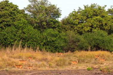 Sabah ışık çalıların yürürken antilop