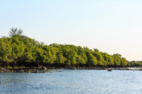 Gröna träd längs floden i sommar — Stockfoto