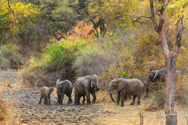 Un par de elefantes caminando y comiendo en los arbustos —  Fotos de Stock