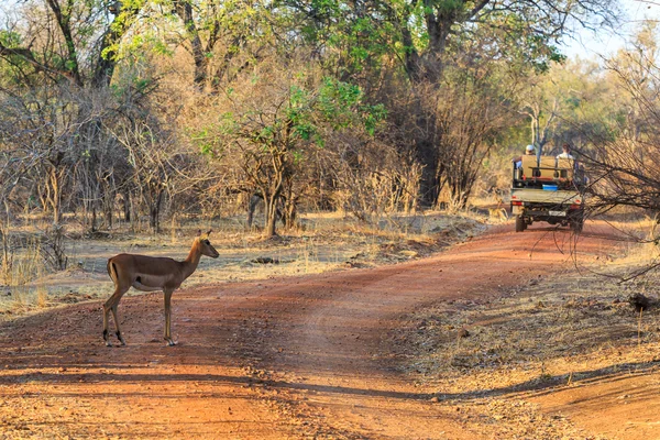 Antilope spaziert im Morgenlicht durch das Gebüsch — Stockfoto