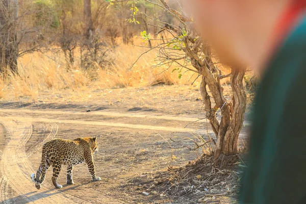 Hombre mirando a un leopardo caminando por el camino —  Fotos de Stock