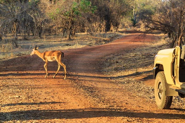 Antelope walking through the bushes in morning light — Stock Photo, Image