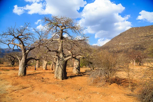 Boabab foresta di alberi in Africa — Foto Stock