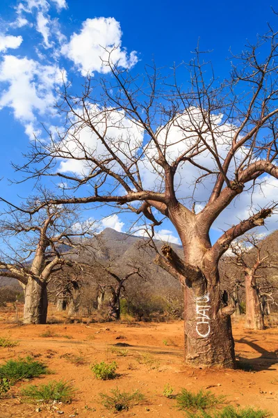 Boabab foresta di alberi in Africa — Foto Stock