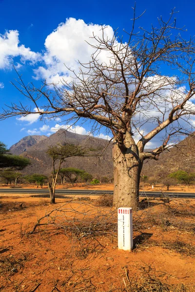 Baobab strom podél africké silnice — Stock fotografie